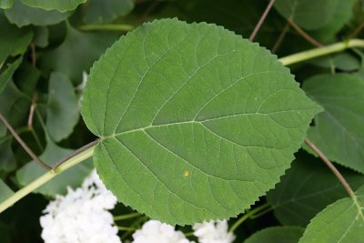 Hydrangea arborescens - hortenzie stromečkovitá - list
